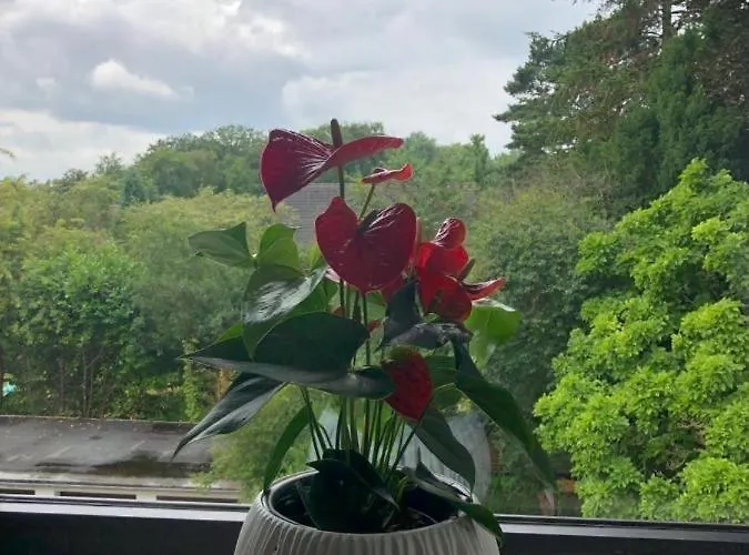 Moderne Kleine Oase Apartman